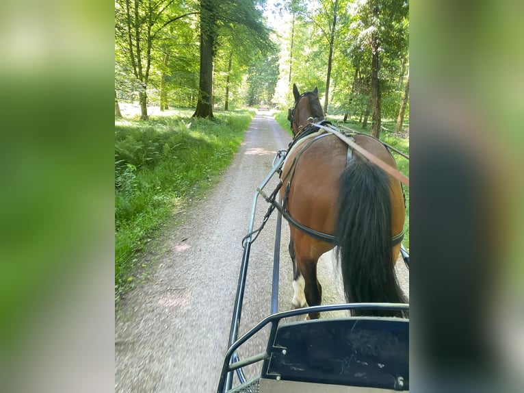 Schweres Warmblut Wałach 10 lat 168 cm Gniada in Achern