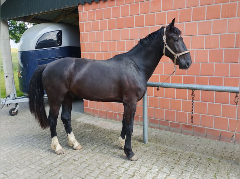 Schweres Warmblut Wałach 10 lat 175 cm Kara in Bad Iburg