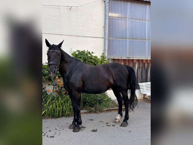 Schweres Warmblut Wałach 10 lat 180 cm Kara in Mittelstetten