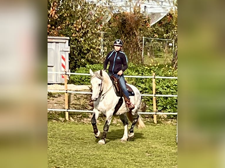 Schweres Warmblut Wałach 11 lat 163 cm Siwa jabłkowita in Frickingen