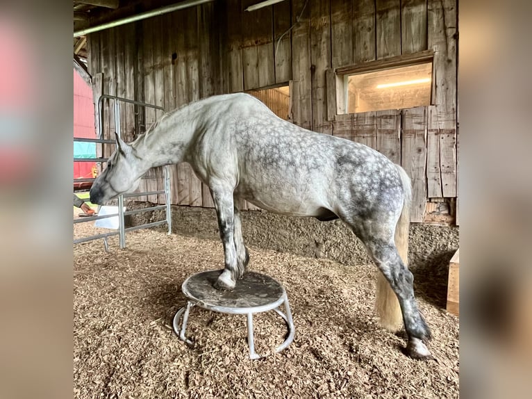 Schweres Warmblut Wałach 11 lat 163 cm Siwa jabłkowita in Frickingen