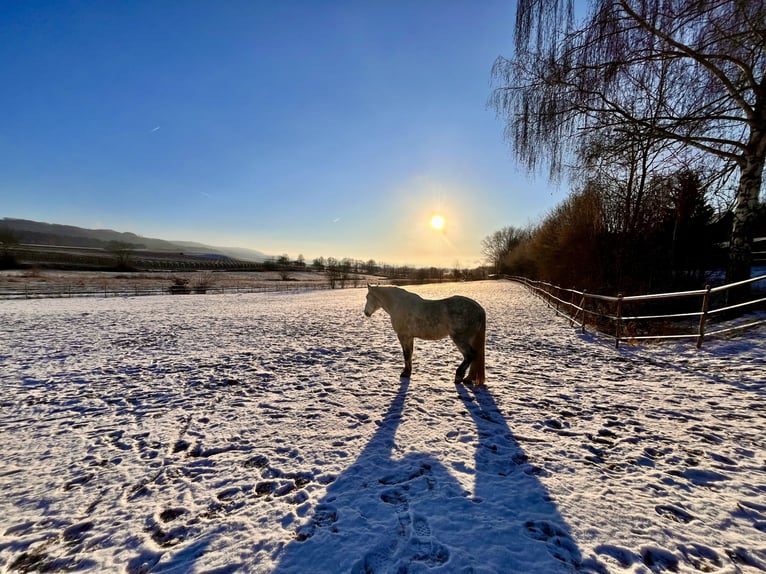 Schweres Warmblut Wałach 11 lat 163 cm Siwa jabłkowita in Frickingen