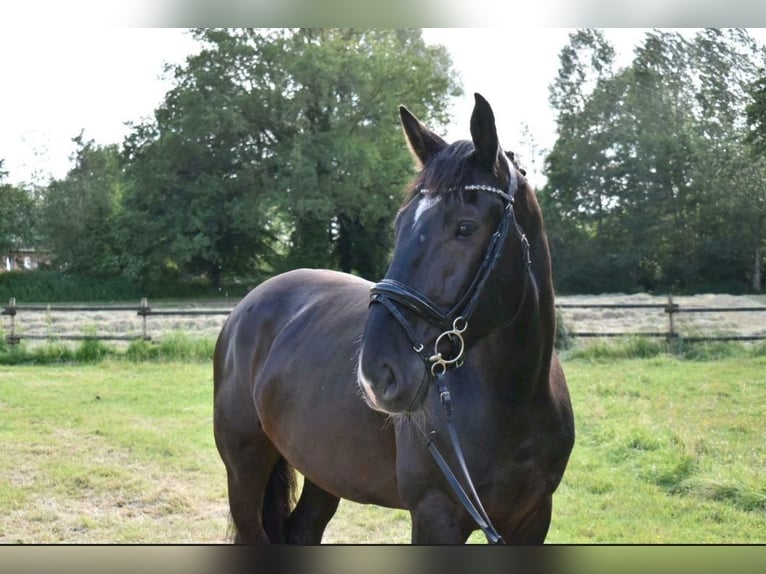 Schweres Warmblut Wałach 13 lat 163 cm Kara in Telgte