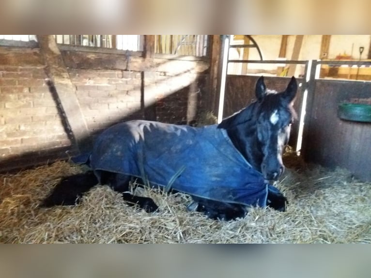Schweres Warmblut Wałach 15 lat 175 cm Kara in Wolfenbüttel