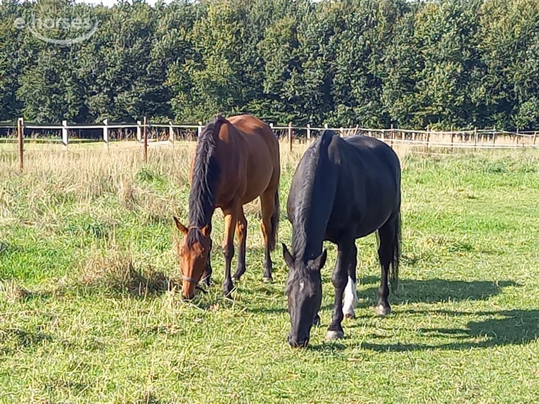 Schweres Warmblut Wałach 16 lat 165 cm Kara in Frelsdorf