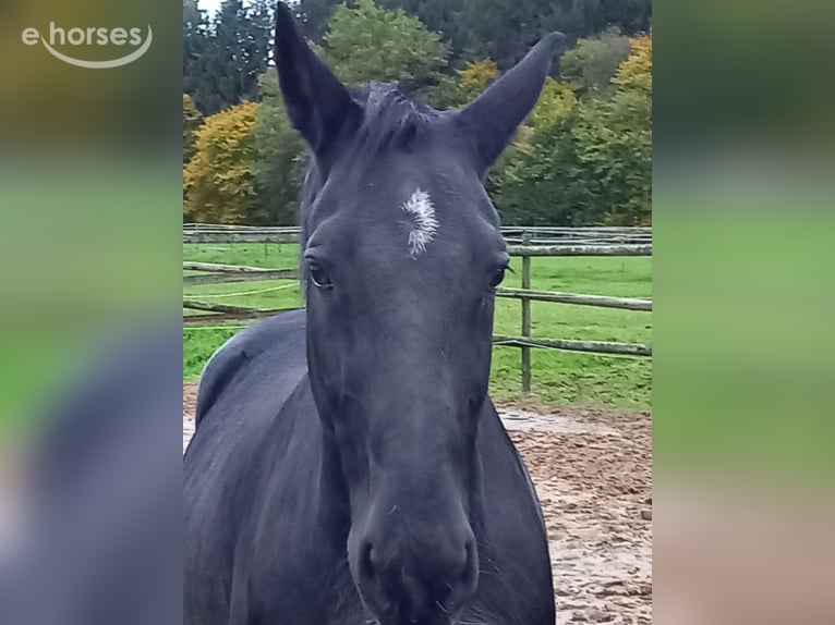 Schweres Warmblut Wałach 16 lat 165 cm Kara in Frelsdorf