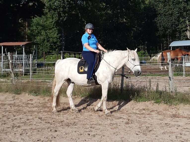 Schweres Warmblut Wałach 17 lat 164 cm Siwa in Neustadt am Rübenberge