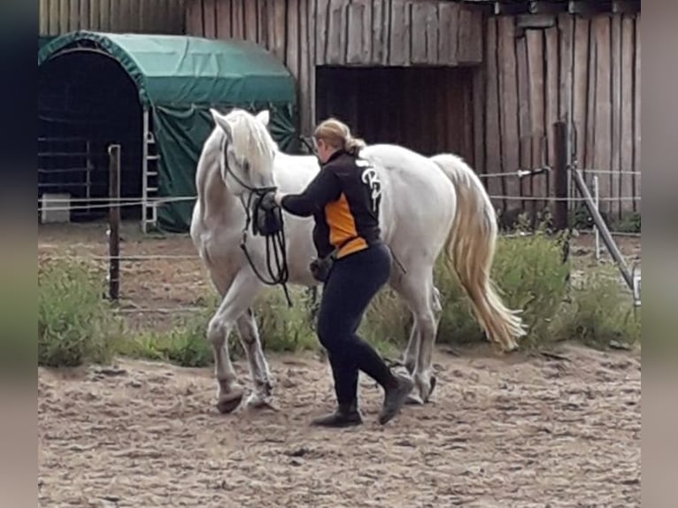 Schweres Warmblut Wałach 17 lat 164 cm Siwa in Neustadt am Rübenberge