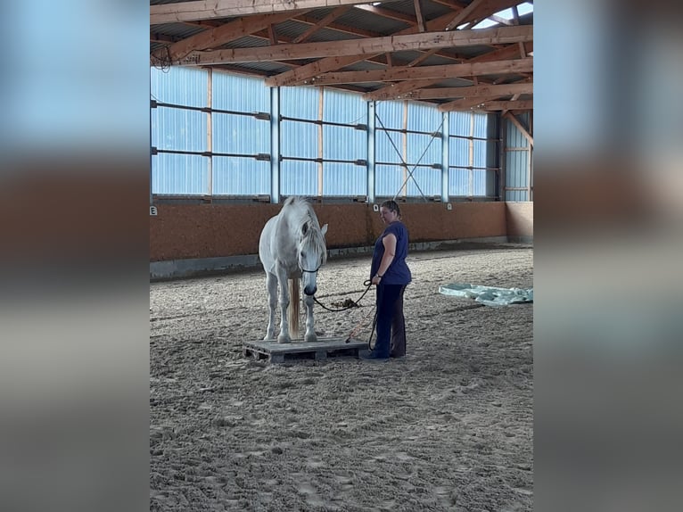 Schweres Warmblut Wałach 17 lat 164 cm Siwa in Neustadt am Rübenberge