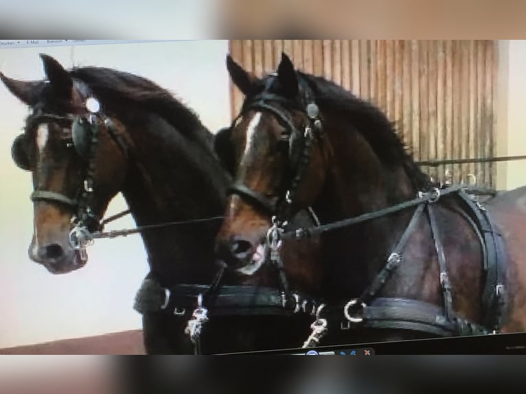 Schweres Warmblut Wałach 18 lat 173 cm Gniada in Idenheim