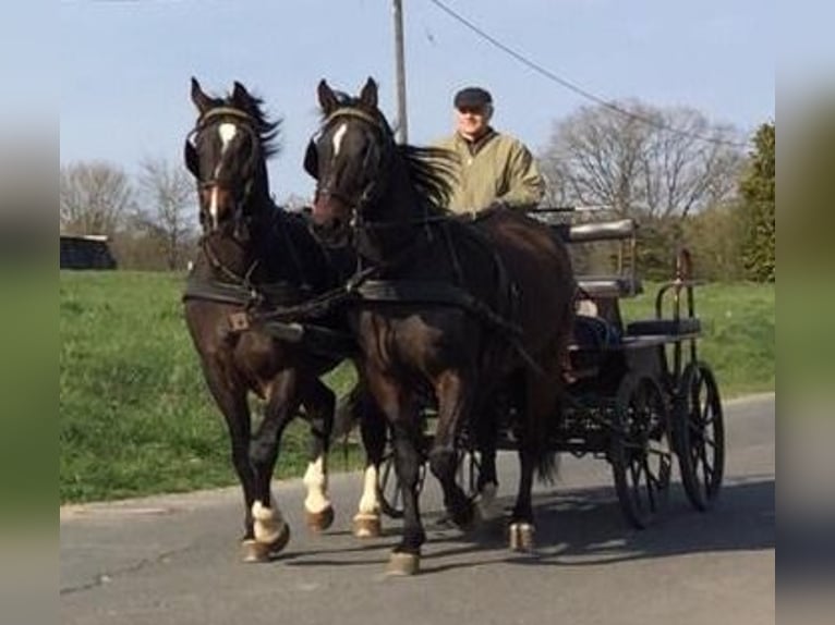 Schweres Warmblut Wałach 18 lat 173 cm Gniada in Idenheim