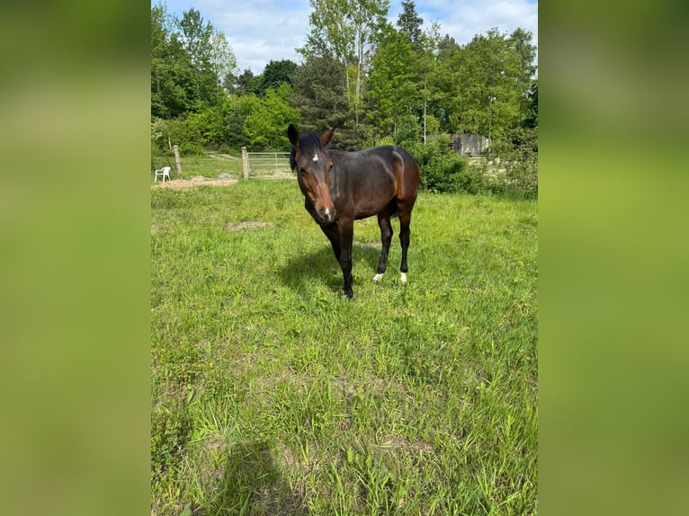Schweres Warmblut Wałach 1 Rok 168 cm Ciemnogniada in Spremberg