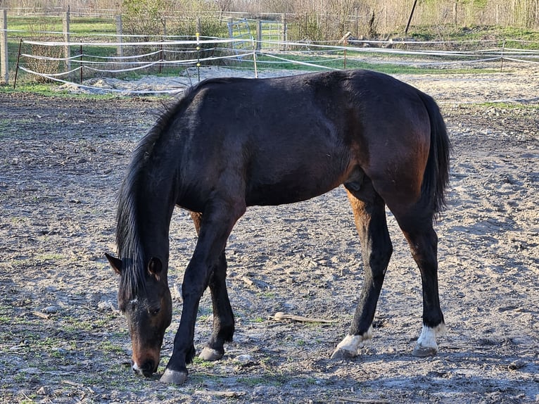 Schweres Warmblut Wałach 1 Rok 168 cm Ciemnogniada in Spremberg