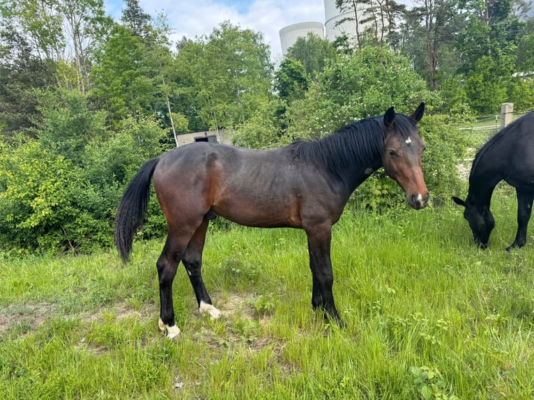Schweres Warmblut Wałach 1 Rok 168 cm Ciemnogniada in Spremberg
