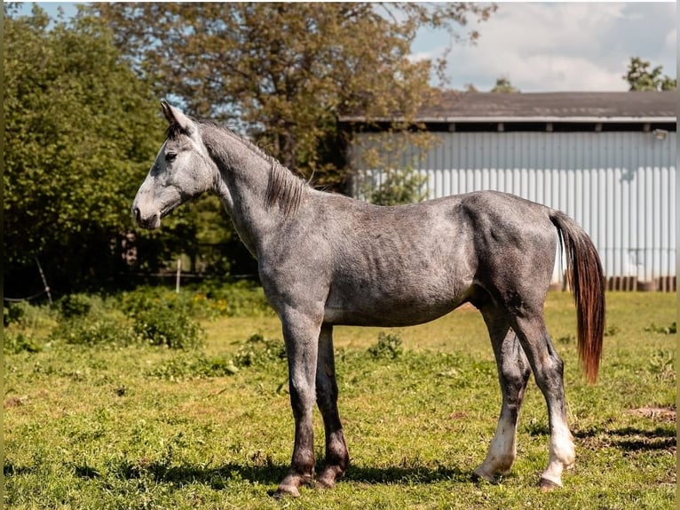 Schweres Warmblut Wałach 1 Rok 170 cm Siwa jabłkowita in Kubschütz