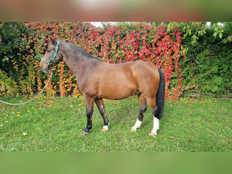 Schweres Warmblut Wałach 20 lat 162 cm Gniada in Mannheim