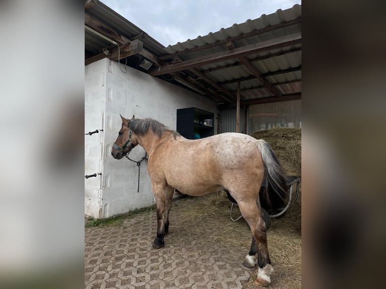 Schweres Warmblut Mix Wałach 23 lat 160 cm Cremello in Weidach