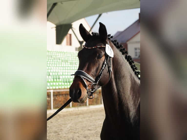 Schweres Warmblut Wałach 2 lat 163 cm Ciemnogniada in Korbu&#xDF;en