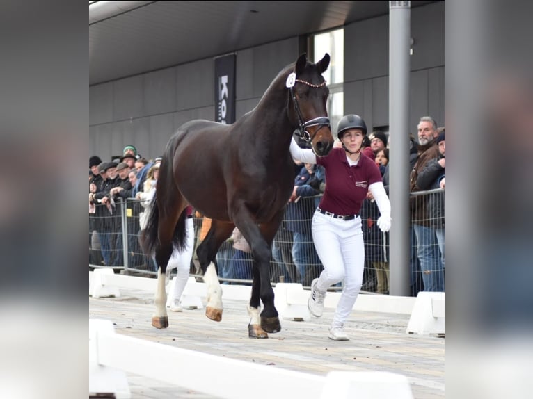 Schweres Warmblut Wałach 2 lat 163 cm Ciemnogniada in Korbu&#xDF;en