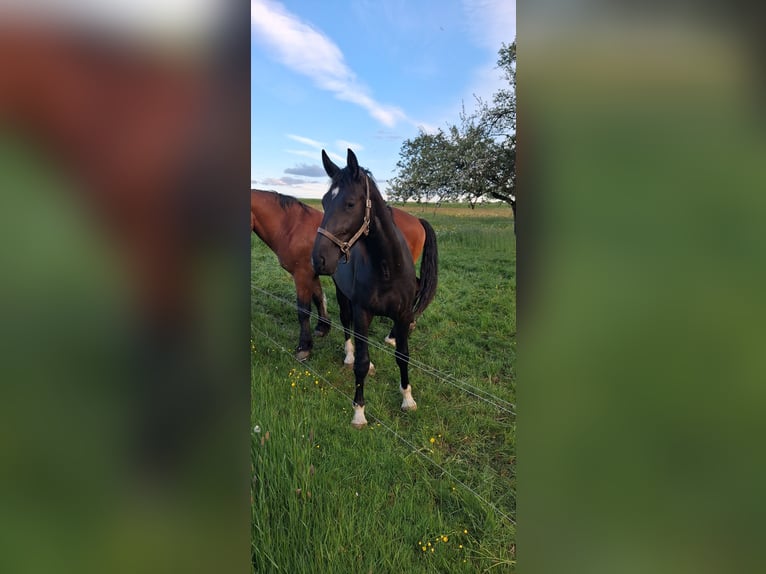 Schweres Warmblut Wałach 2 lat 166 cm Kara in Oederan
