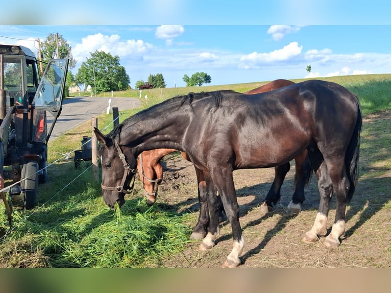 Schweres Warmblut Wałach 2 lat 166 cm Kara in Oederan