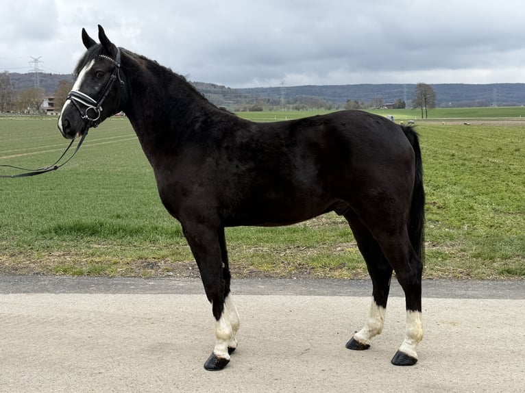 Schweres Warmblut Wałach 3 lat 158 cm Kara in Riedlingen