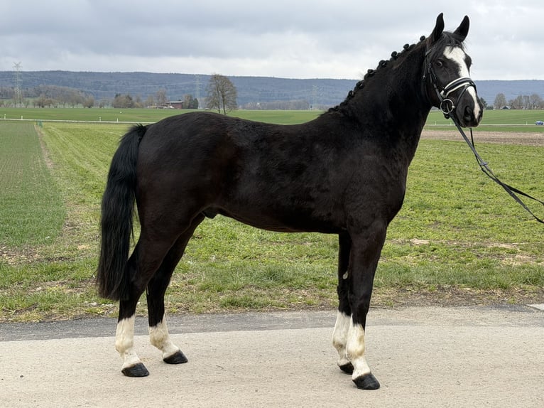 Schweres Warmblut Wałach 3 lat 158 cm Kara in Riedlingen