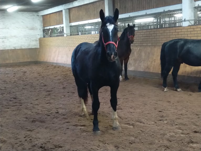 Schweres Warmblut Wałach 3 lat 160 cm Ciemnogniada in Kamenz