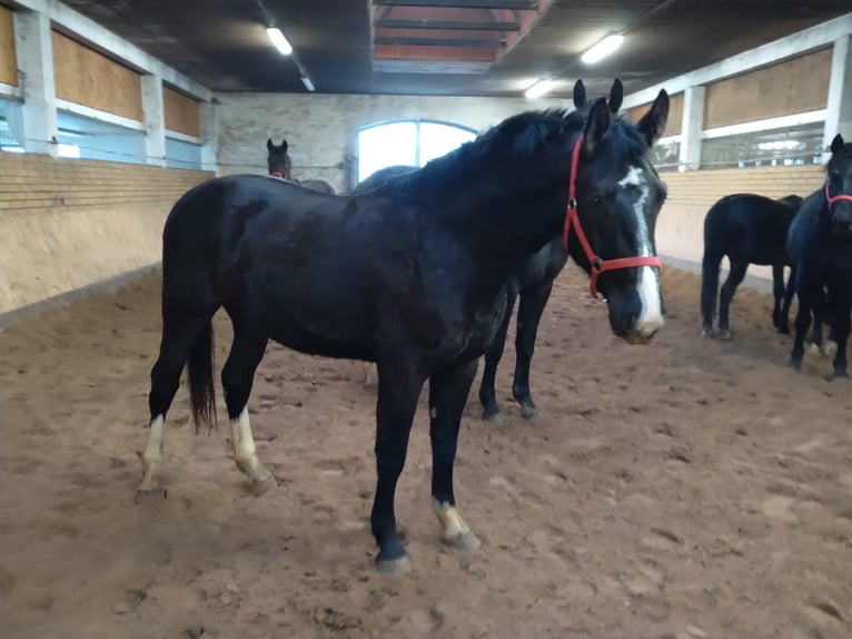 Schweres Warmblut Wałach 3 lat 160 cm Ciemnogniada in Kamenz