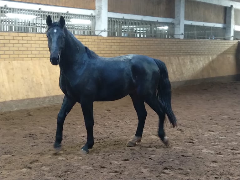 Schweres Warmblut Wałach 3 lat 160 cm Ciemnogniada in Kamenz