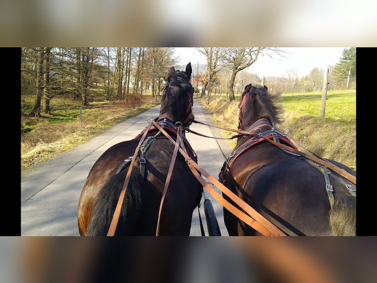 Schweres Warmblut Wałach 3 lat 160 cm Ciemnogniada in Kamenz