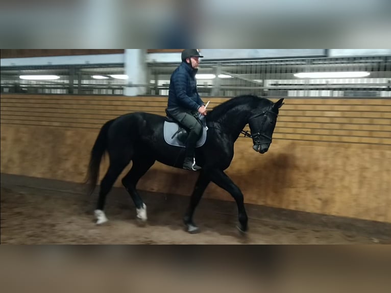 Schweres Warmblut Wałach 3 lat 160 cm Ciemnogniada in Kamenz
