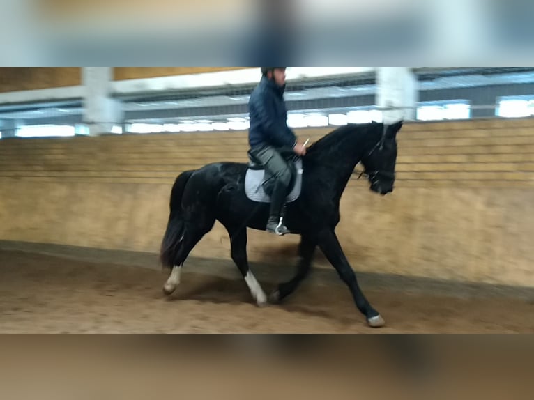 Schweres Warmblut Wałach 3 lat 160 cm Ciemnogniada in Kamenz