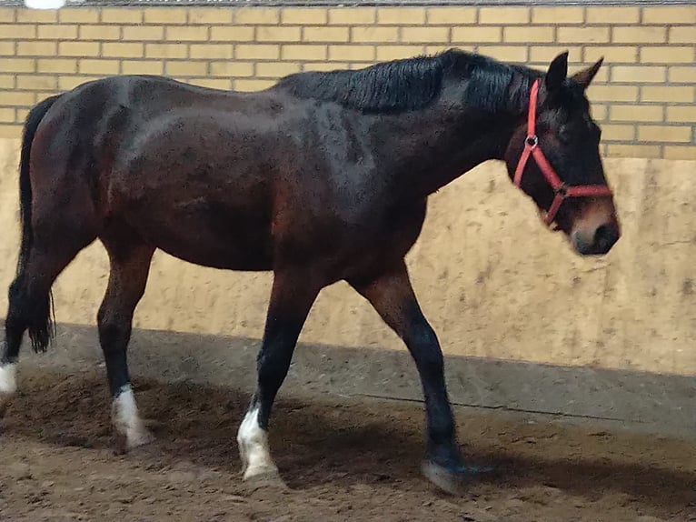 Schweres Warmblut Wałach 3 lat 160 cm Ciemnogniada in Kamenz