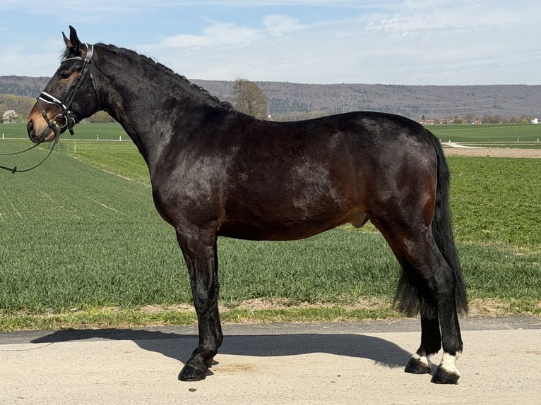 Schweres Warmblut Wałach 3 lat 160 cm Ciemnogniada in Riedlingen