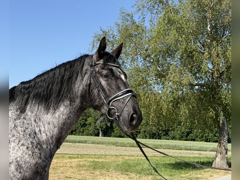 Schweres Warmblut Mix Wałach 3 lat 160 cm Tarantowata in Riedlingen