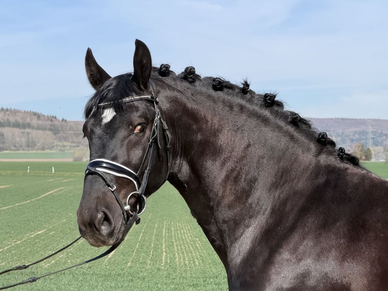 Schweres Warmblut Wałach 3 lat 162 cm Kara in Riedlingen