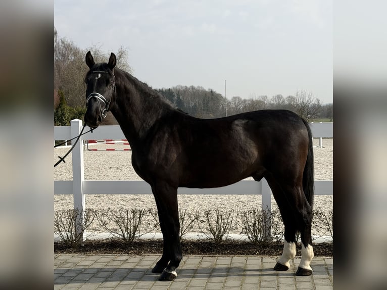 Schweres Warmblut Wałach 3 lat 162 cm Kara in Riedlingen