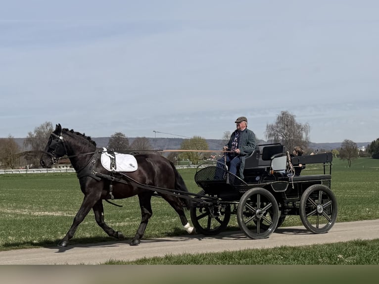 Schweres Warmblut Wałach 3 lat 162 cm Kara in Riedlingen