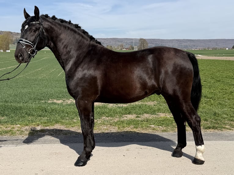 Schweres Warmblut Wałach 3 lat 162 cm Kara in Riedlingen