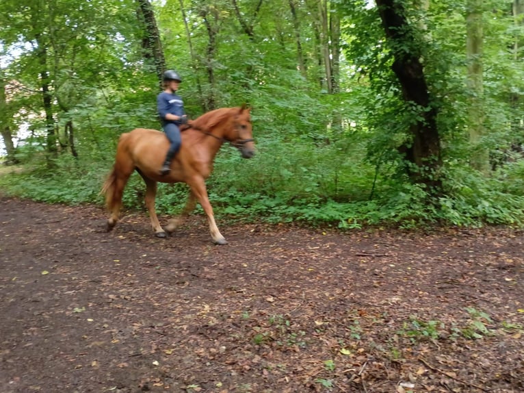 Schweres Warmblut Wałach 3 lat 162 cm Kasztanowata in Leszno Dolne