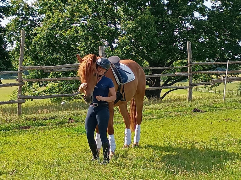 Schweres Warmblut Wałach 3 lat 162 cm Kasztanowata in Leszno Dolne