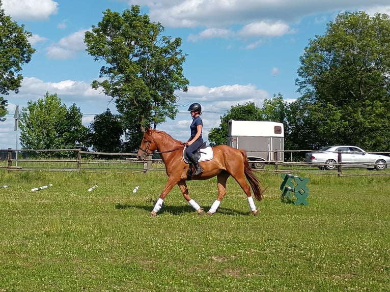 Schweres Warmblut Wałach 3 lat 162 cm Kasztanowata in Leszno Dolne