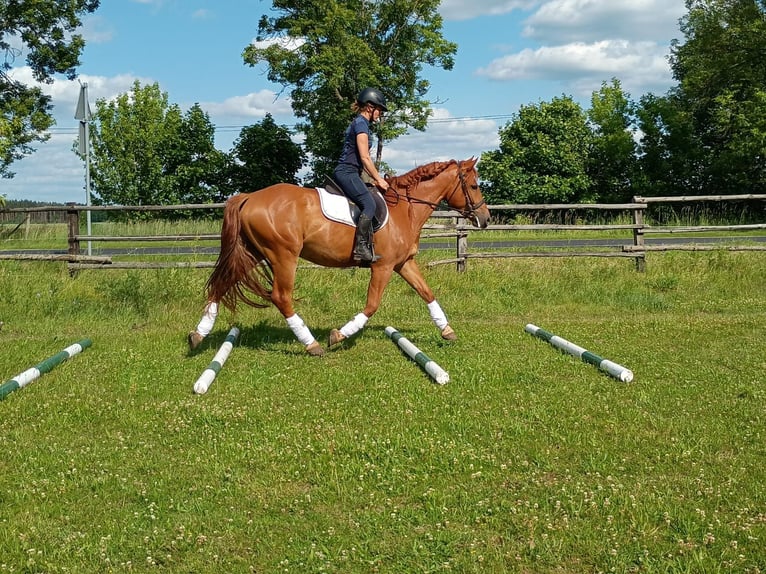 Schweres Warmblut Wałach 3 lat 162 cm Kasztanowata in Leszno Dolne
