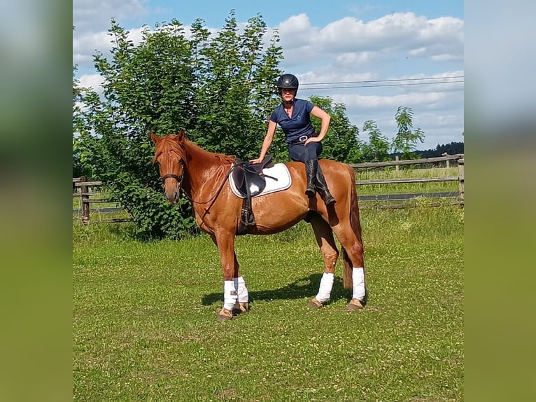 Schweres Warmblut Wałach 3 lat 162 cm Kasztanowata in Leszno Dolne