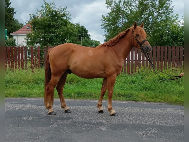 Schweres Warmblut Wałach 3 lat 162 cm Kasztanowata in Leszno Dolne