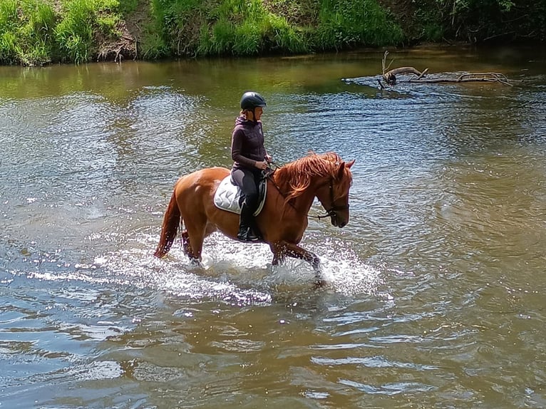 Schweres Warmblut Wałach 3 lat 162 cm Kasztanowata in Leszno Dolne