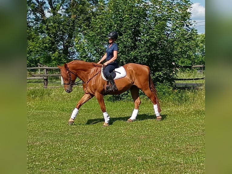 Schweres Warmblut Wałach 3 lat 162 cm Kasztanowata in Leszno Dolne
