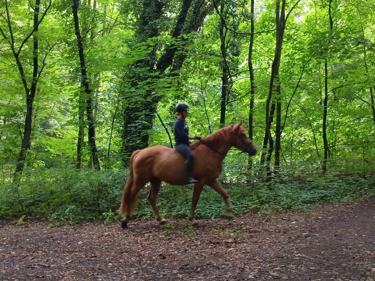 Schweres Warmblut Wałach 3 lat 162 cm Kasztanowata in Leszno Dolne