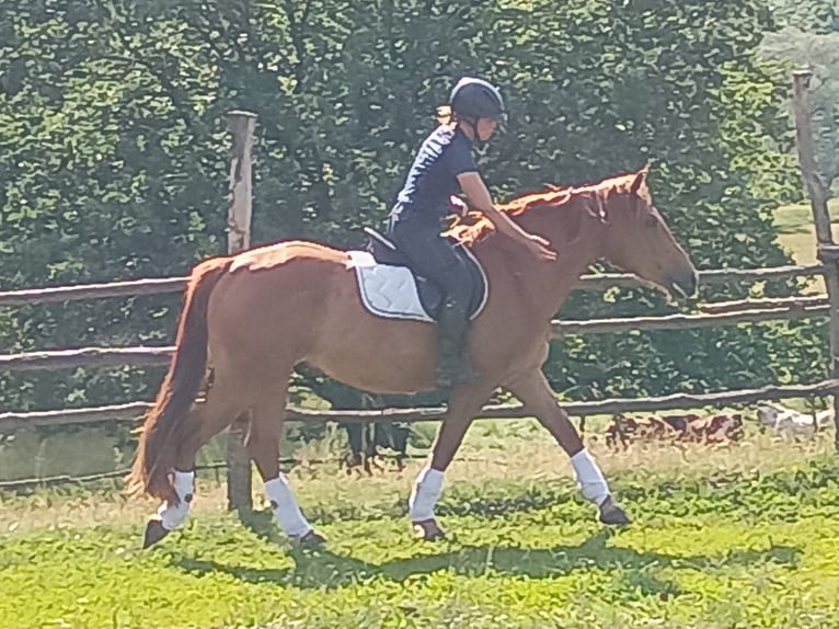 Schweres Warmblut Wałach 3 lat 162 cm Kasztanowata in Leszno Dolne
